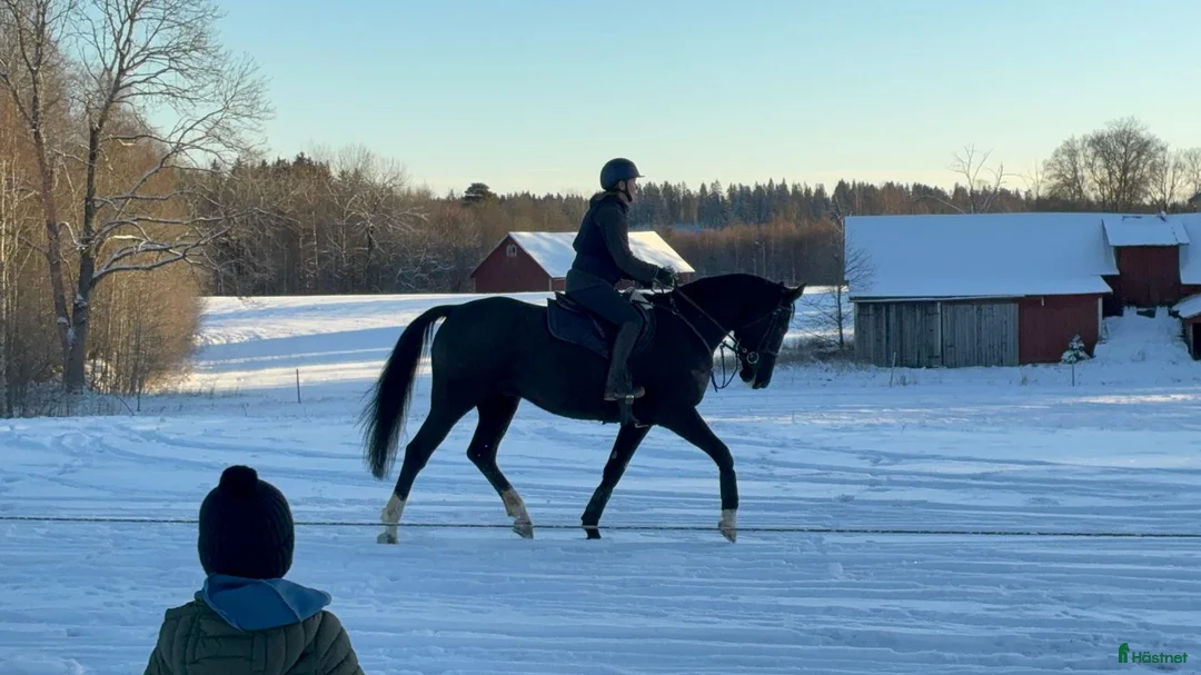 Allround hästar till salu: Härlig 5-åring  i Nässjö - Annons 3