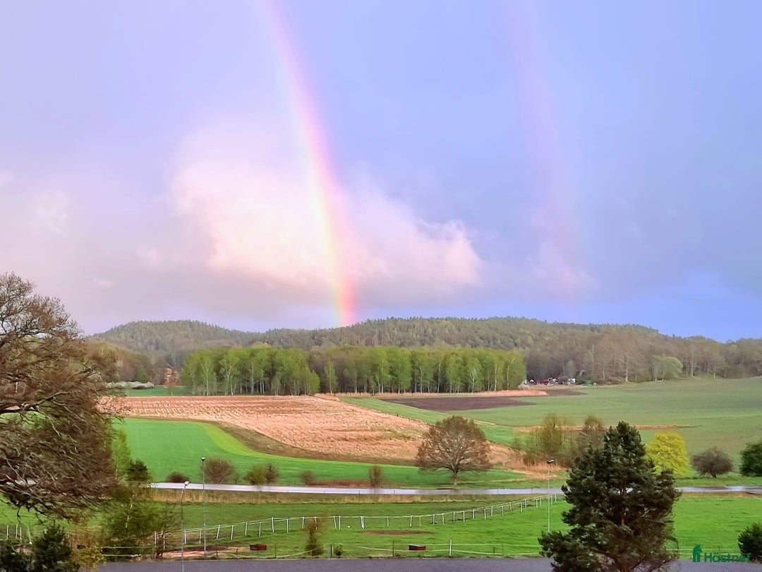  medryttarhäst finnes: Mogen ansvarsfull medryttare sökes i Västerhaninge - Annons 3