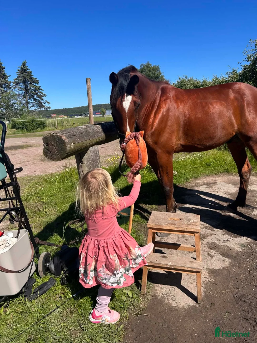  medryttarhäst finnes: Medryttare sökes till 8-årig ridtravare i Säve - Annons 2