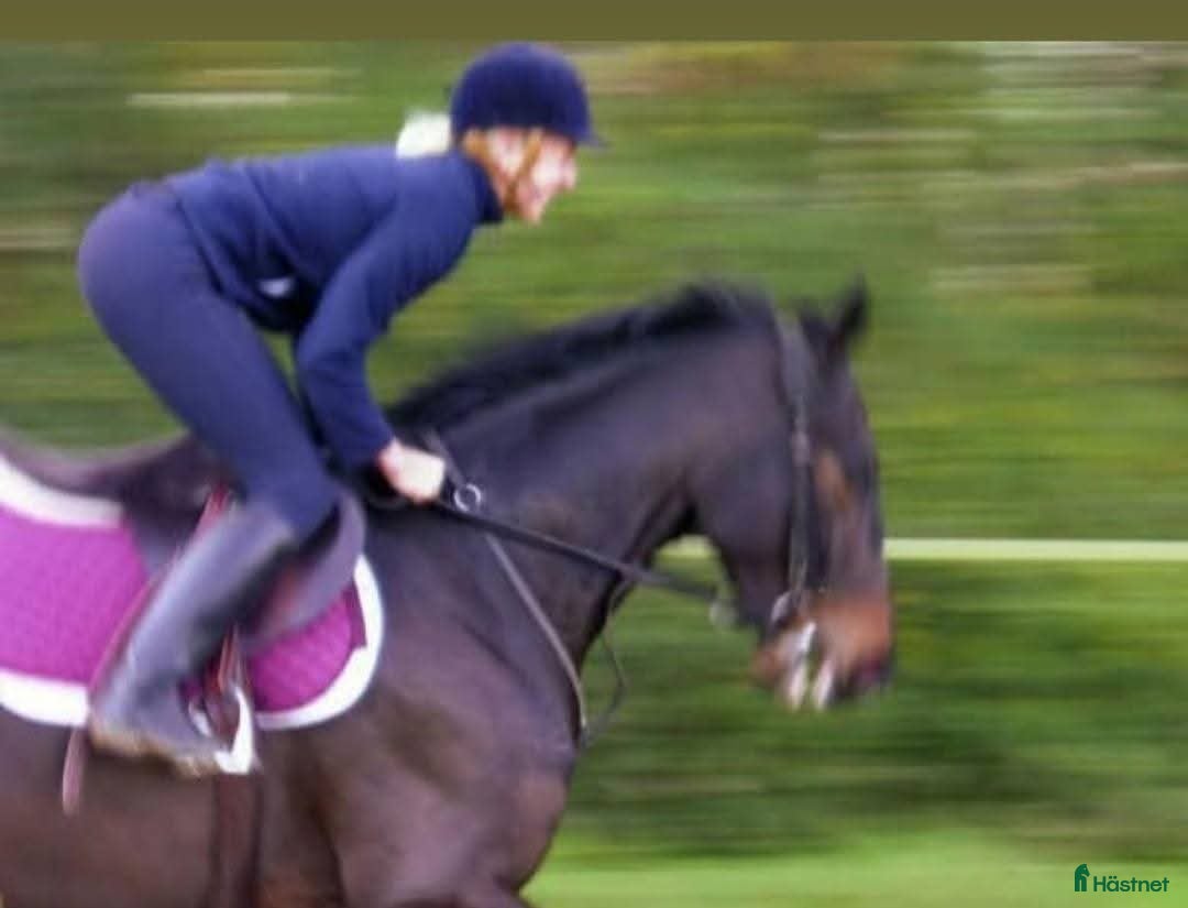  medryttarhäst finnes: Söker 2 hästar runt Västerhaninge  i Västerhaninge - Annons 9