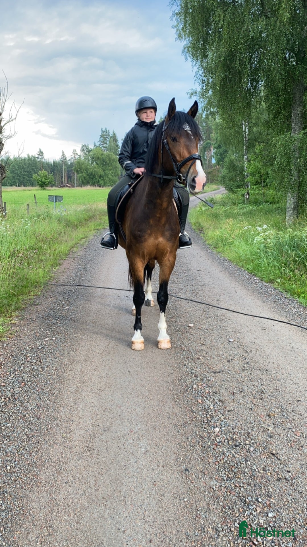 Allround hästar till salu: Häst med potential i Ydre - Annons 3