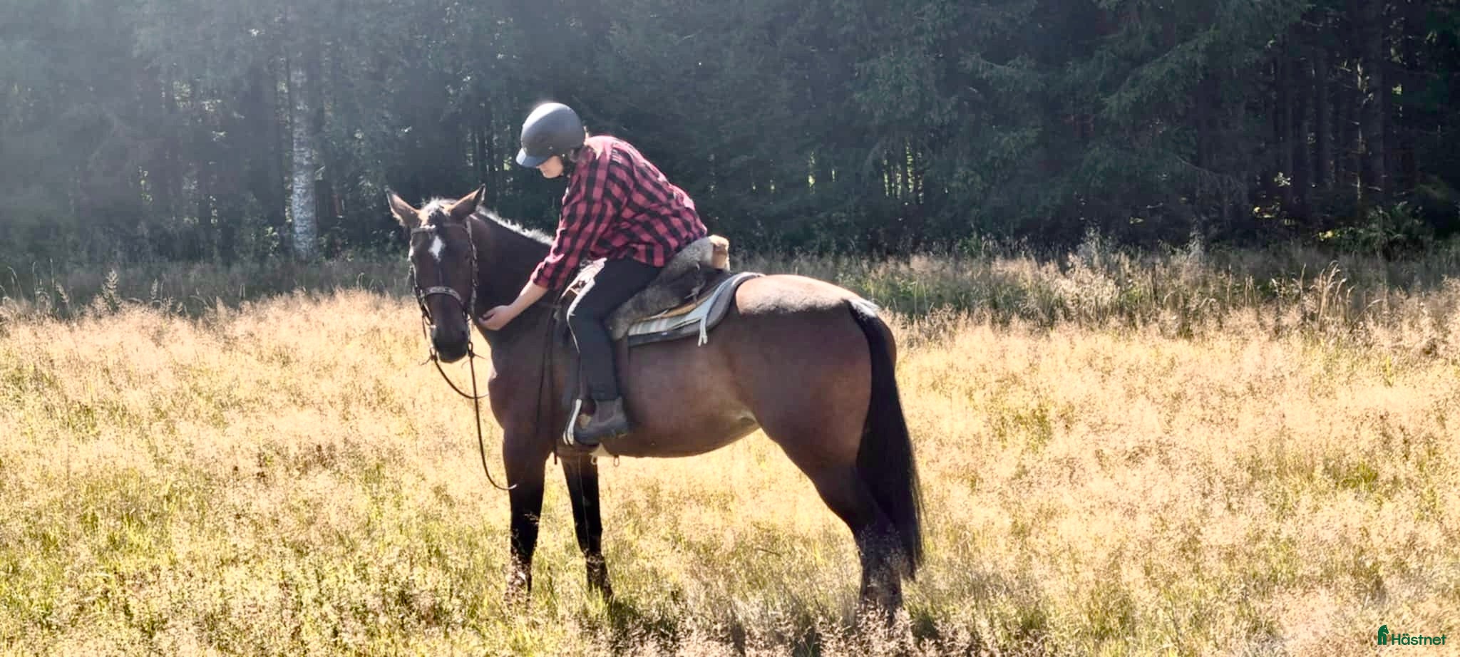  foderhäst Söker fodervärd  - Annons 6