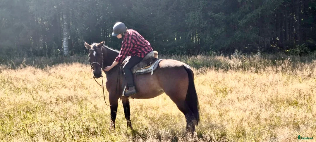  foderhäst finnes: Söker fodervärd  - Annons 1