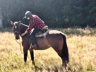 foderhäst Söker fodervärd - Annons 6