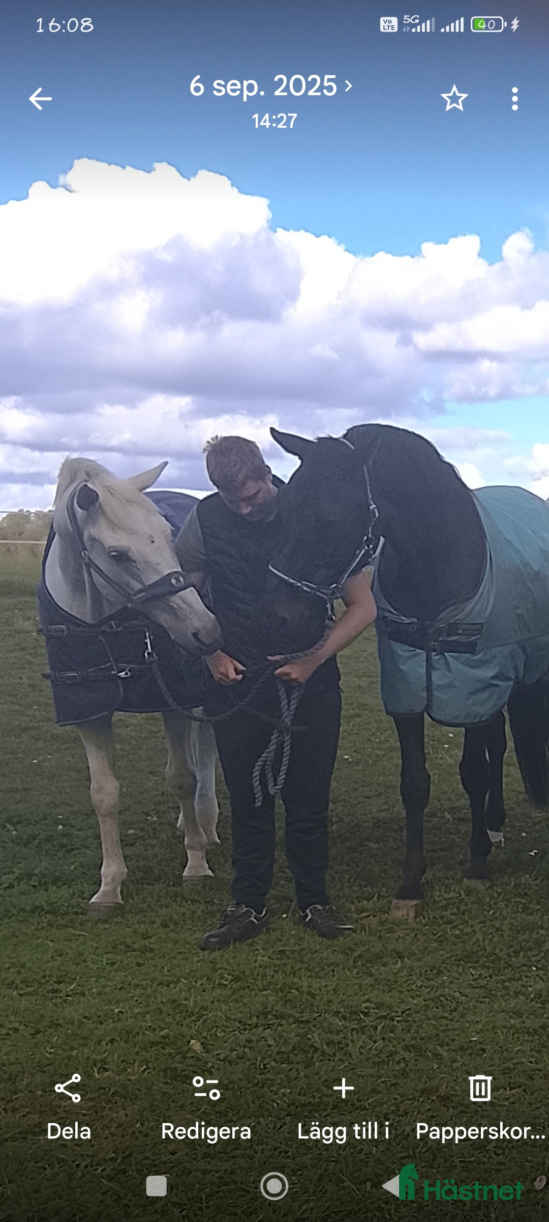  hästar Har någon en Läromästare som vill ha en bästa vän  - Annons 15