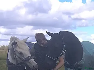 hästar Har någon en Läromästare som vill ha en bästa vän - Annons 15