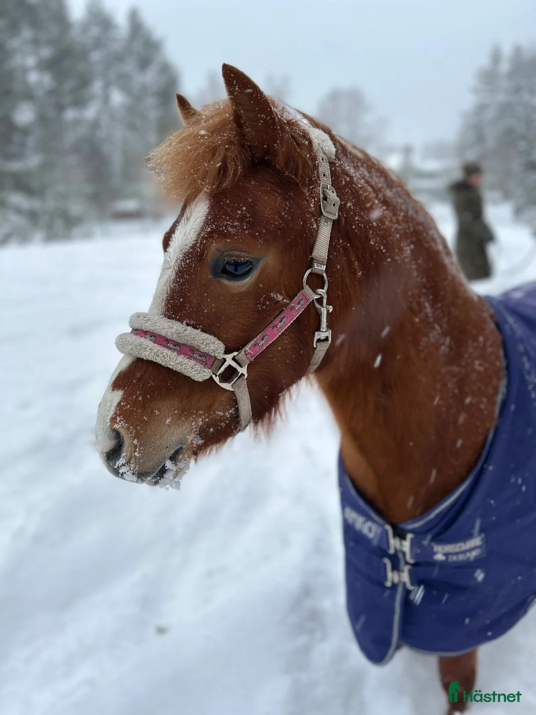 Allround hästar till salu: Sockersött Welsh Mountain sto  - Annons 5
