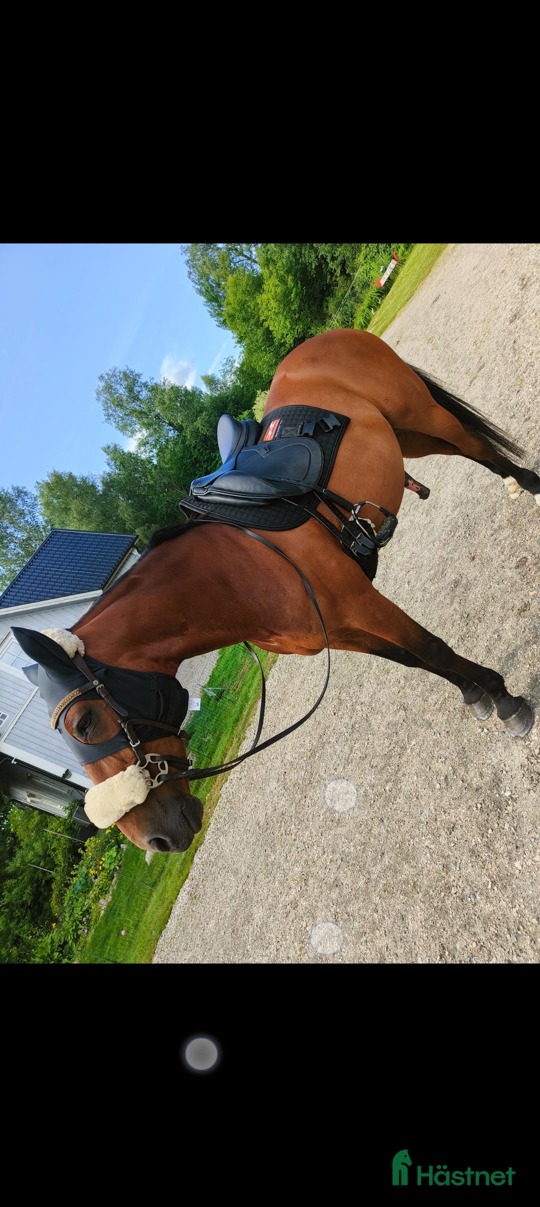 Allround hästar till salu: Underbar valack söker föralltid hem i Eneryda - Annons 7