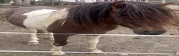 Allround hästar till salu: 5 Paso Fino ston/hingstar, en, fler el. foder - Annons 19