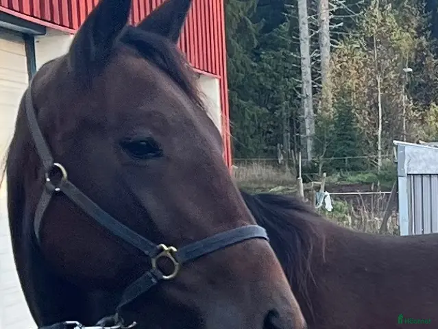 hästar Fin tjej - Annons 2