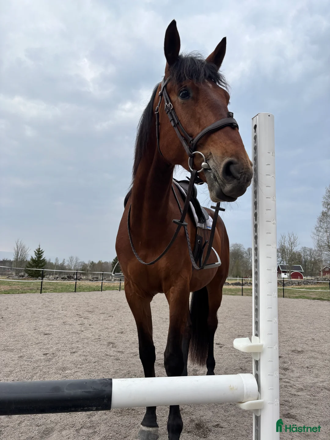 Hoppning hästar till salu: 5-årig SWB i Gullspång - Annons 3
