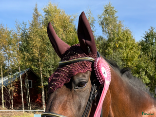 hästar Skogsmulle i Motala - Annons 18