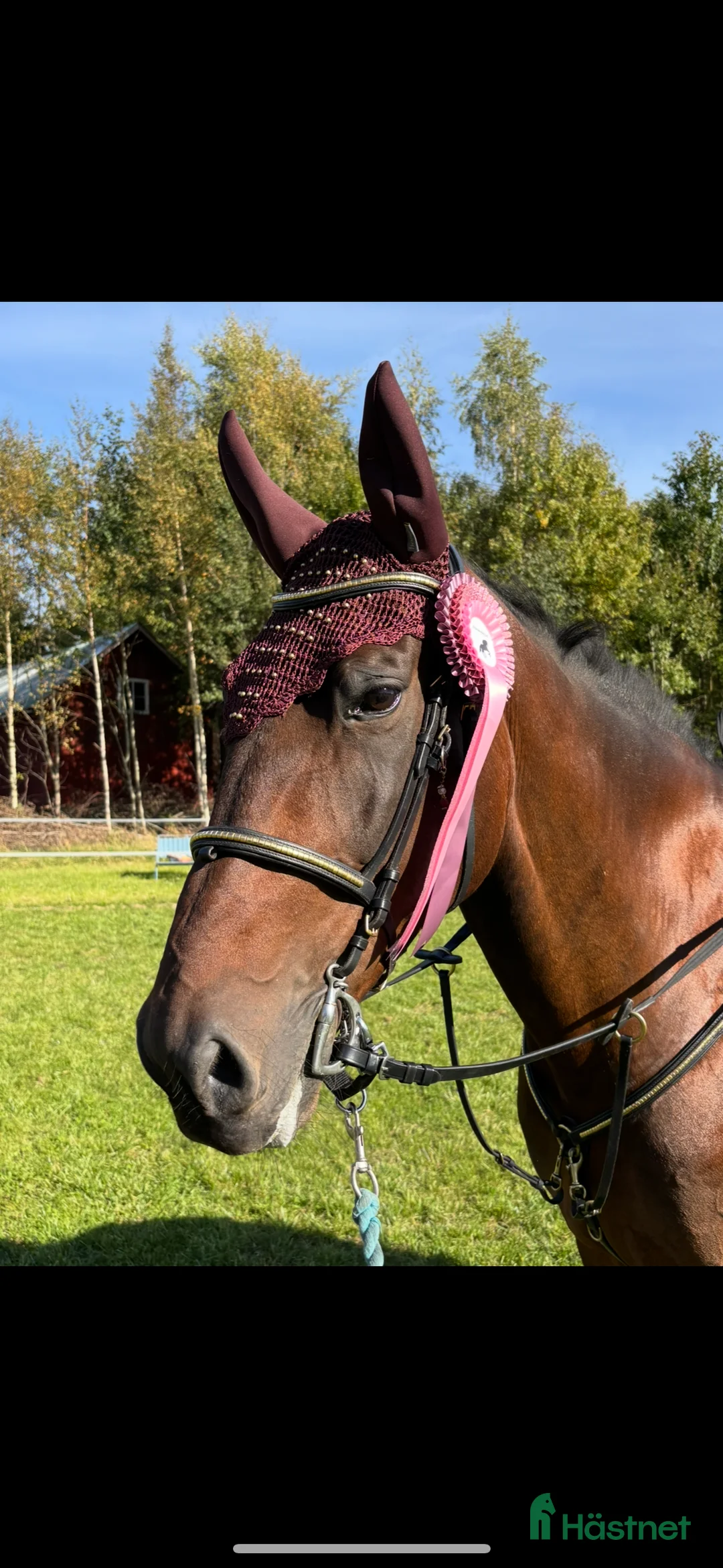 Allround hästar till salu: Skogsmulle - Annons 1