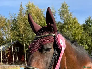 hästar Skogsmulle - Annons 2