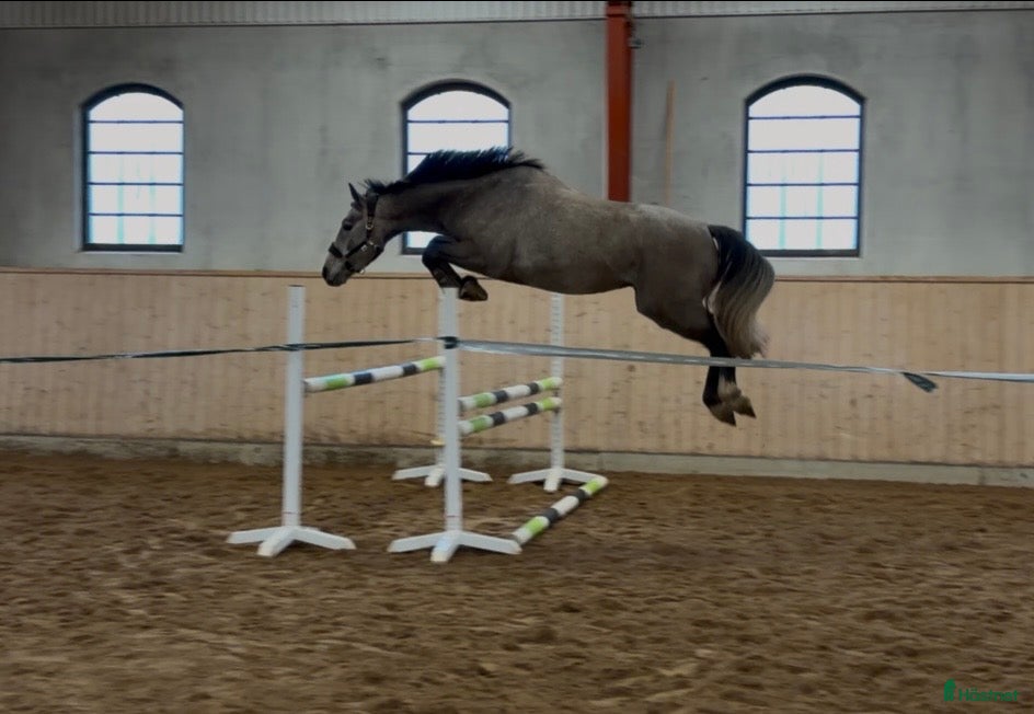 Hoppning hästar till salu: Kvick och försiktig 3-åring! i Falköping - Annons 1