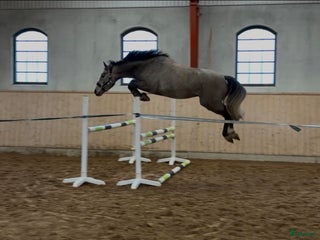 hästar Kvick och försiktig 3-åring! i Falköping - Annons 4