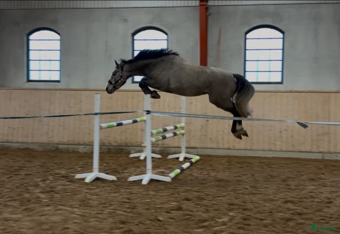 Hoppning hästar till salu: Kvick och försiktig 3-åring! i Falköping - Annons 1