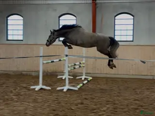 hästar Kvick och försiktig 3-åring! i Falköping - Annons 7