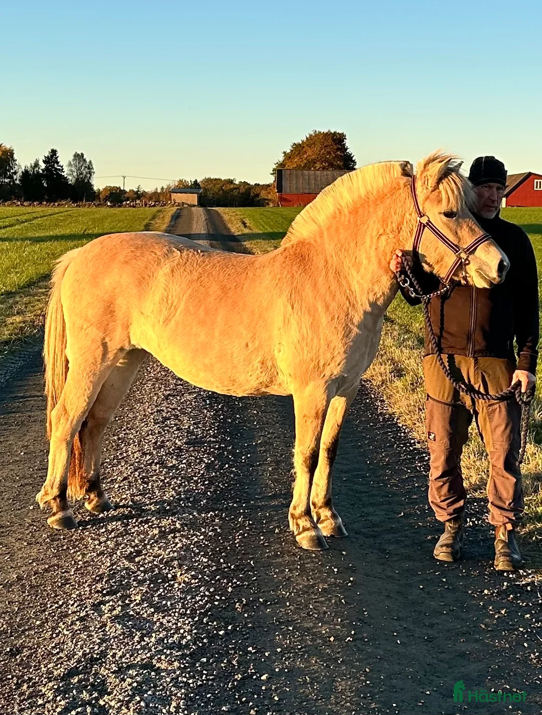 Allround hästar till salu: En pärla!  - Annons 1