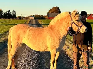 hästar En pärla! - Annons 1