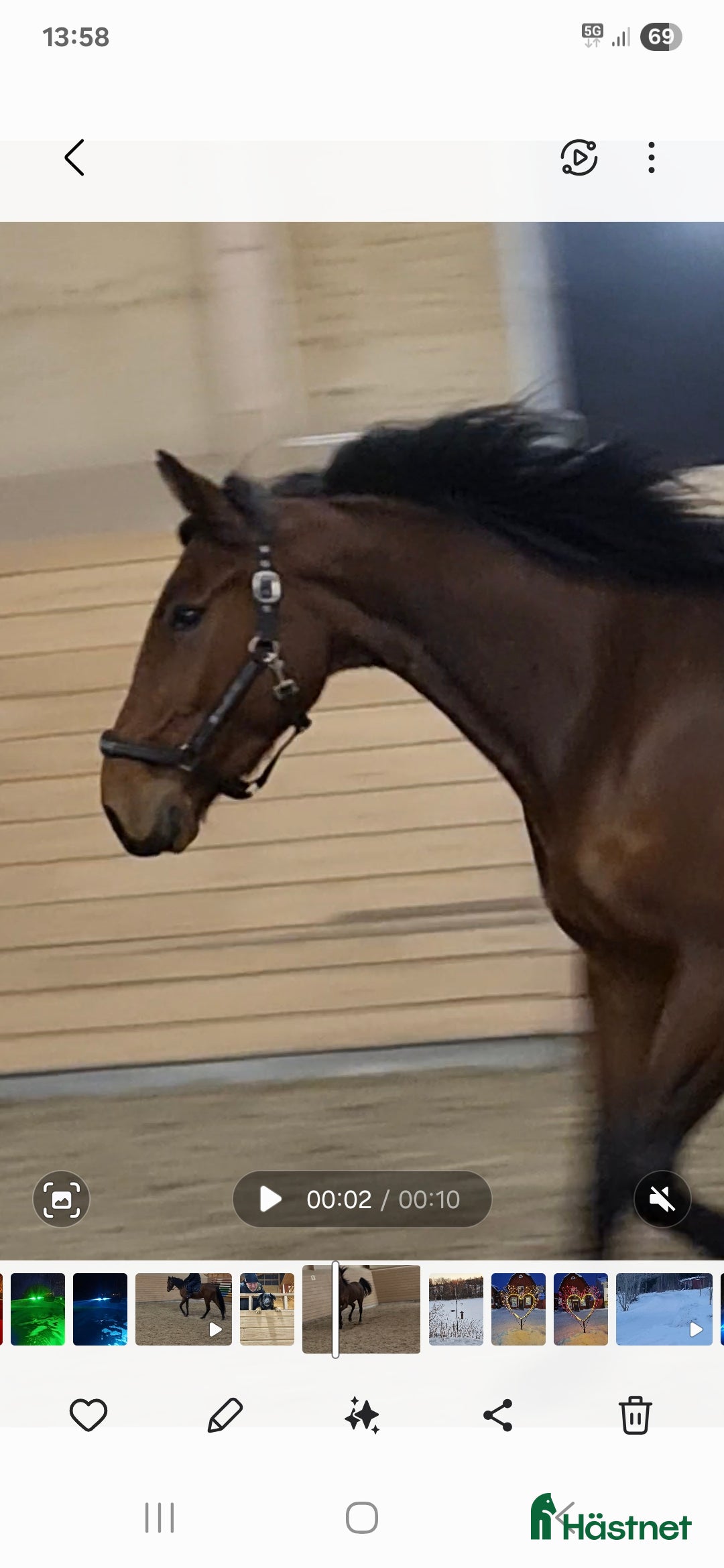 Trav hästar till salu: Säljes som ridhäst i Väddö - Annons 4