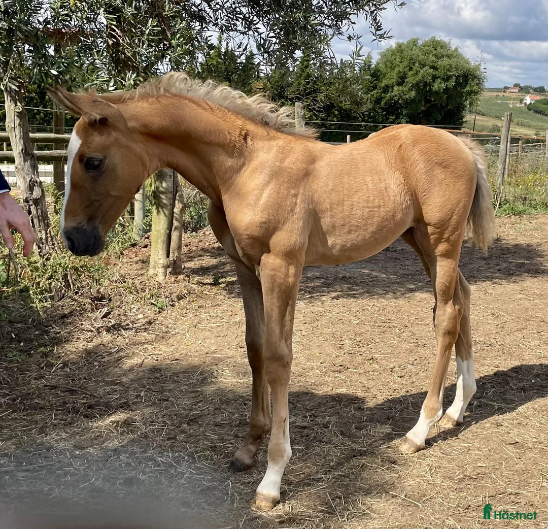 Avelshästar hästar till salu: 2-årssto lusowarmblood - Annons 6