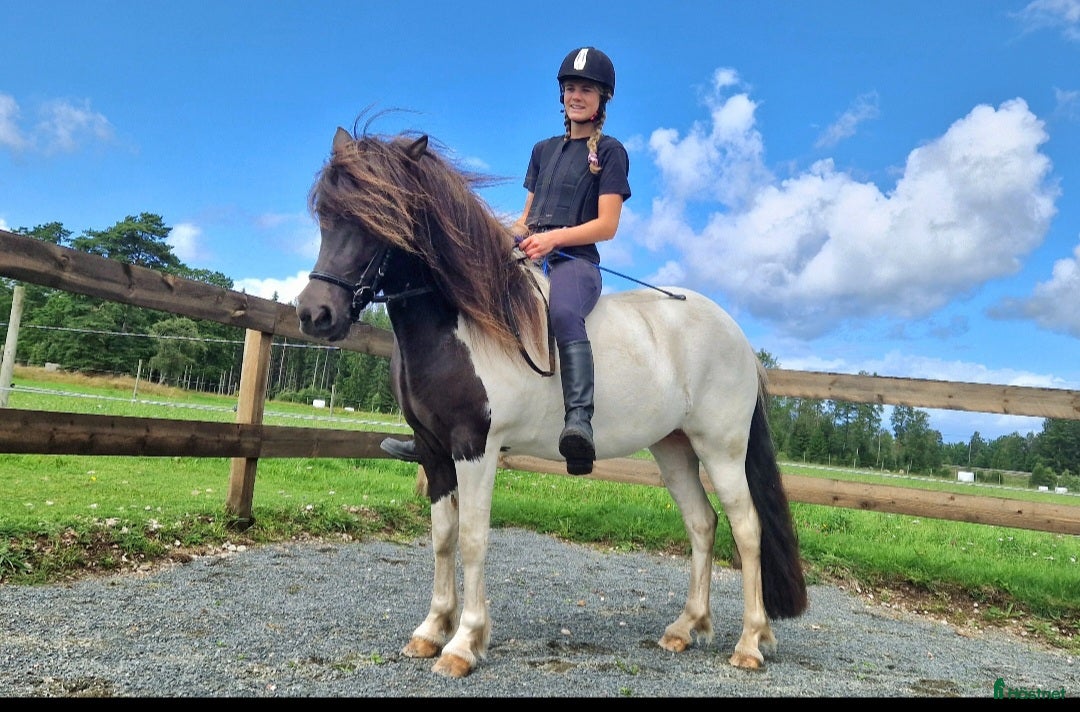 Övrigt hästar till salu: Islandssto i Åseda - Annons 4