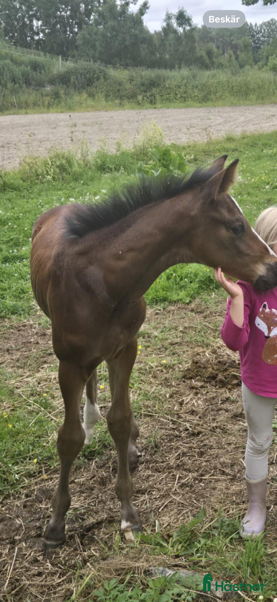 Allround hästar till salu: Vacker och social fölunge i Visby - Annons 3