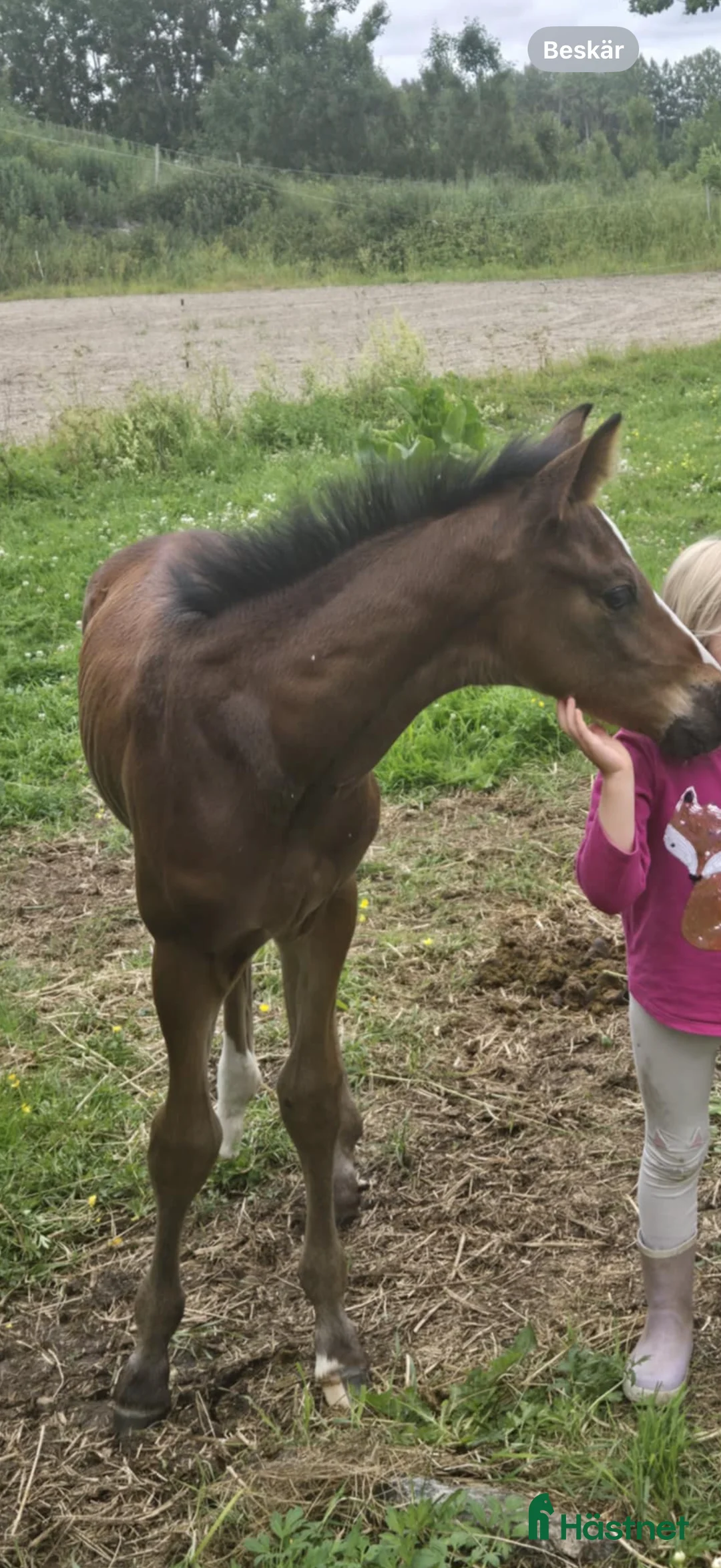 Allround hästar till salu: Vacker och social fölunge - Annons 3