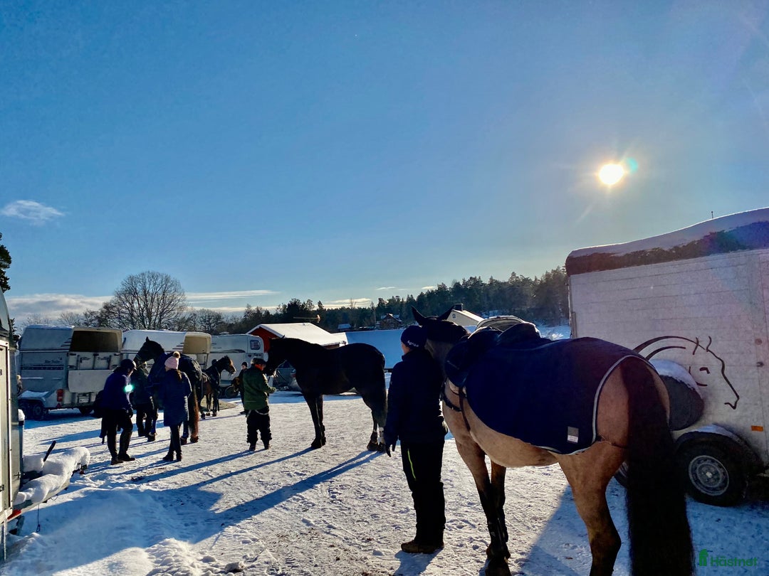  stallplats finnes: Behöver du stallplats på Ekerö?  i Skå - Annons 31