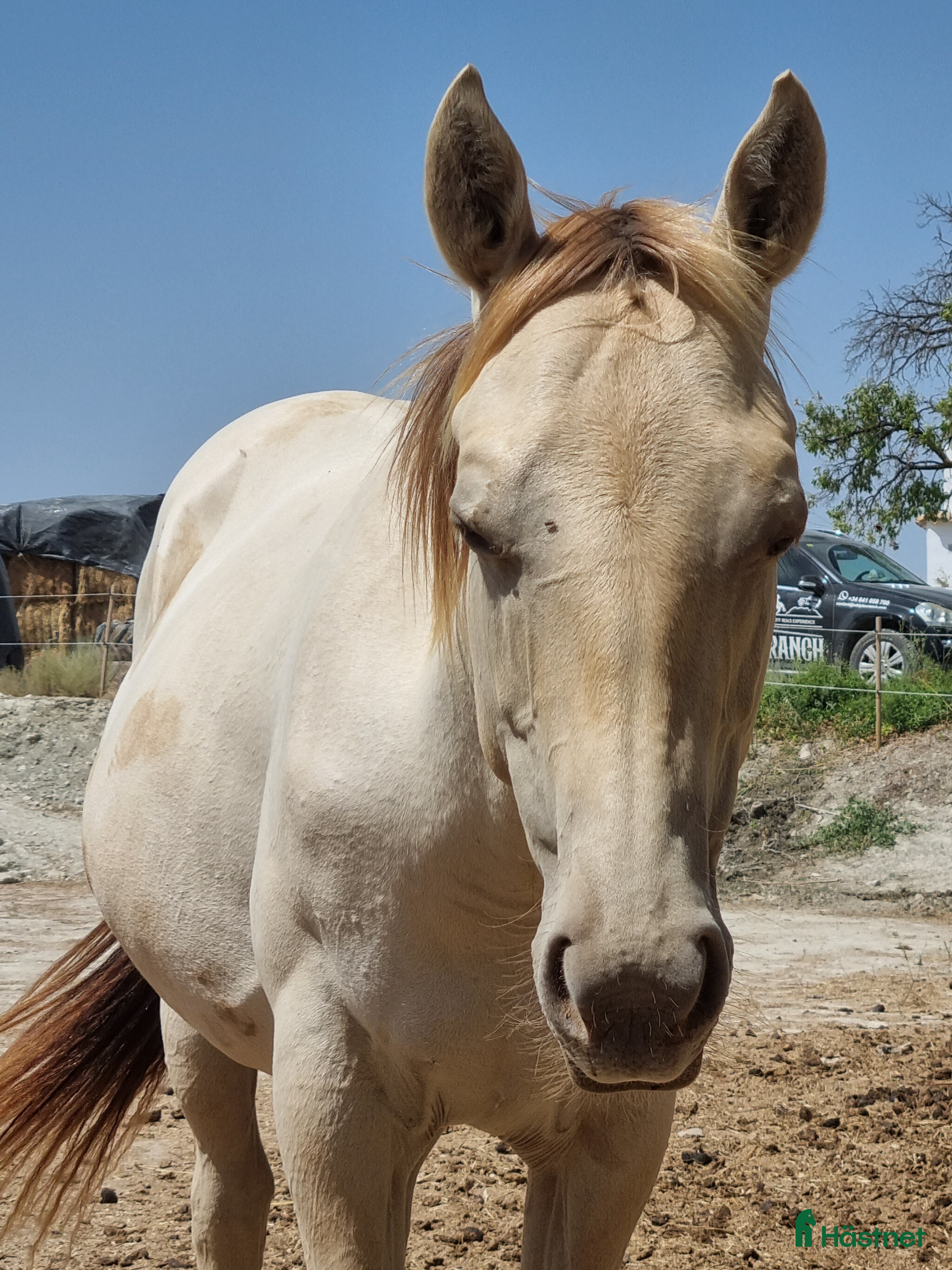 Allround hästar till salu: APHA Sto  i Slöinge - Annons 2