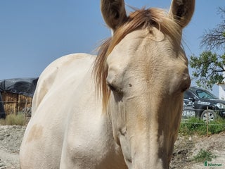 hästar APHA Sto i Slöinge - Annons 23