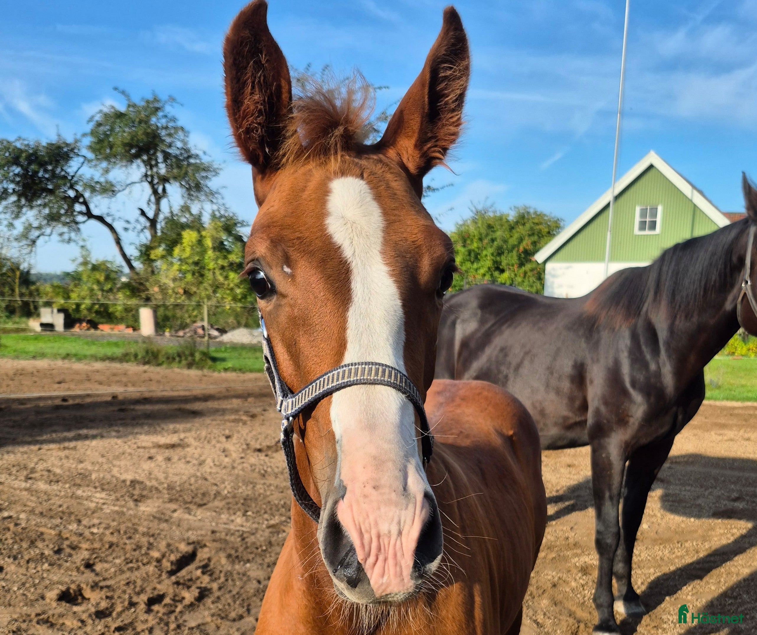  hästar Hingstföl e. Hesselhoej Donkey Boss  i Trelleborg - Annons 3