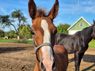 hästar Hingstföl e. Hesselhoej Donkey Boss i Trelleborg - Annons 18
