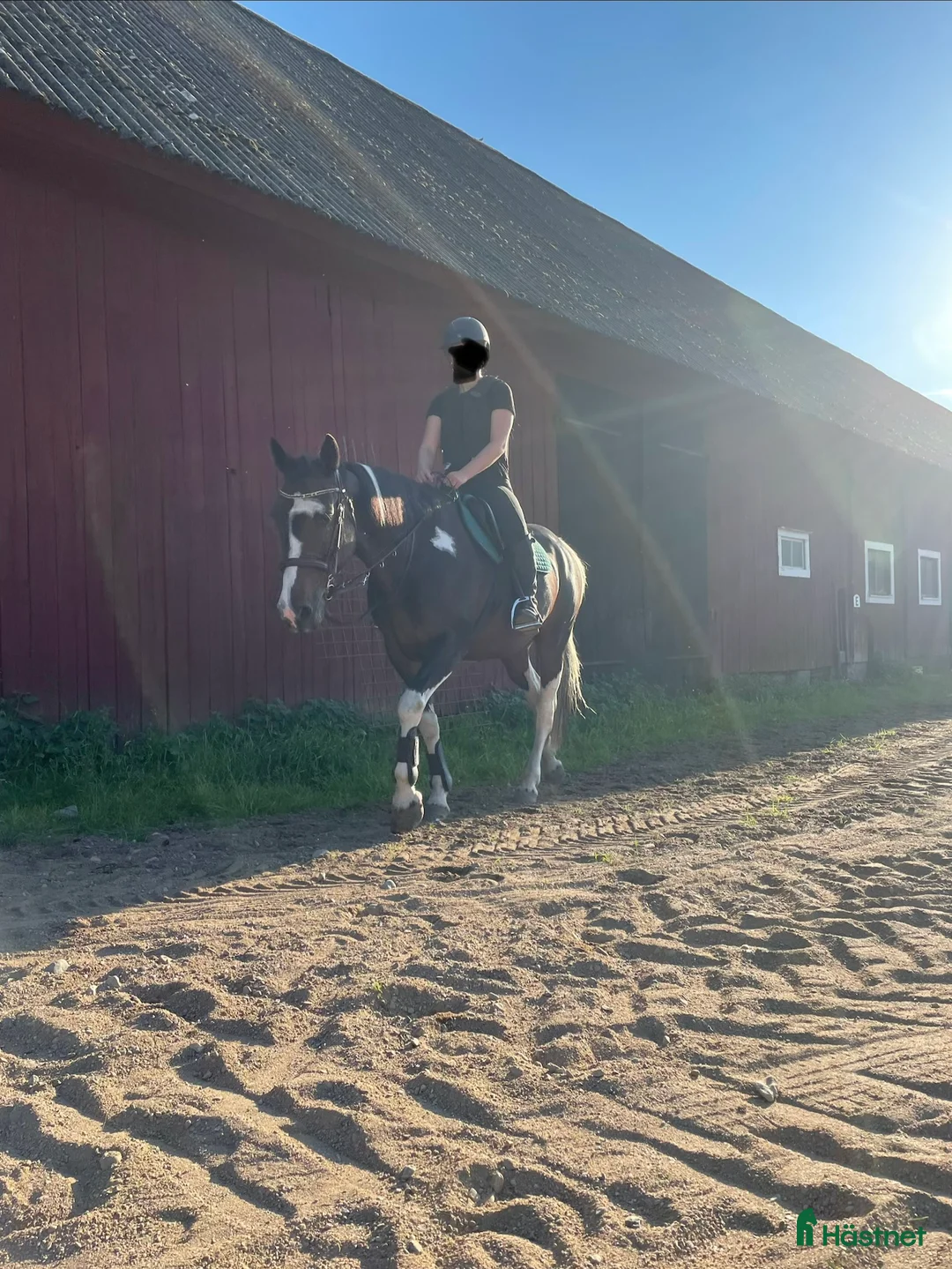 Allround hästar till salu: Genomsnäll hobbyhäst  i Linneryd - Annons 2