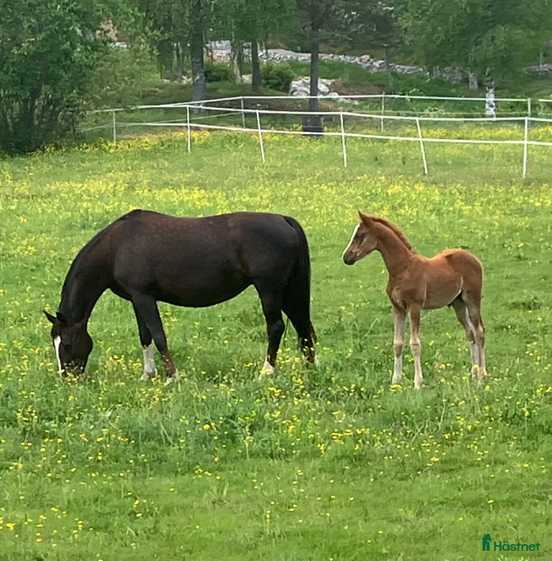 Avelshästar hästar till salu: Avelsto e: Total Hope - Annons 9