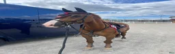 Allround hästar till salu: Valack 9 år Tävlad 135 cm - Annons 1