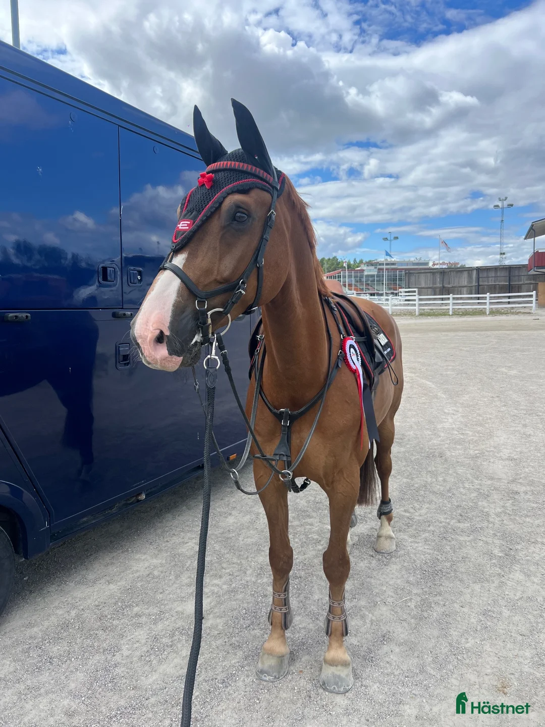 Allround hästar till salu: Valack 9 år Tävlad 135 cm - Annons 1