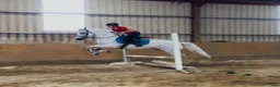 Allround hästar till salu: Gorgeous Connemara gelding - Annons 5
