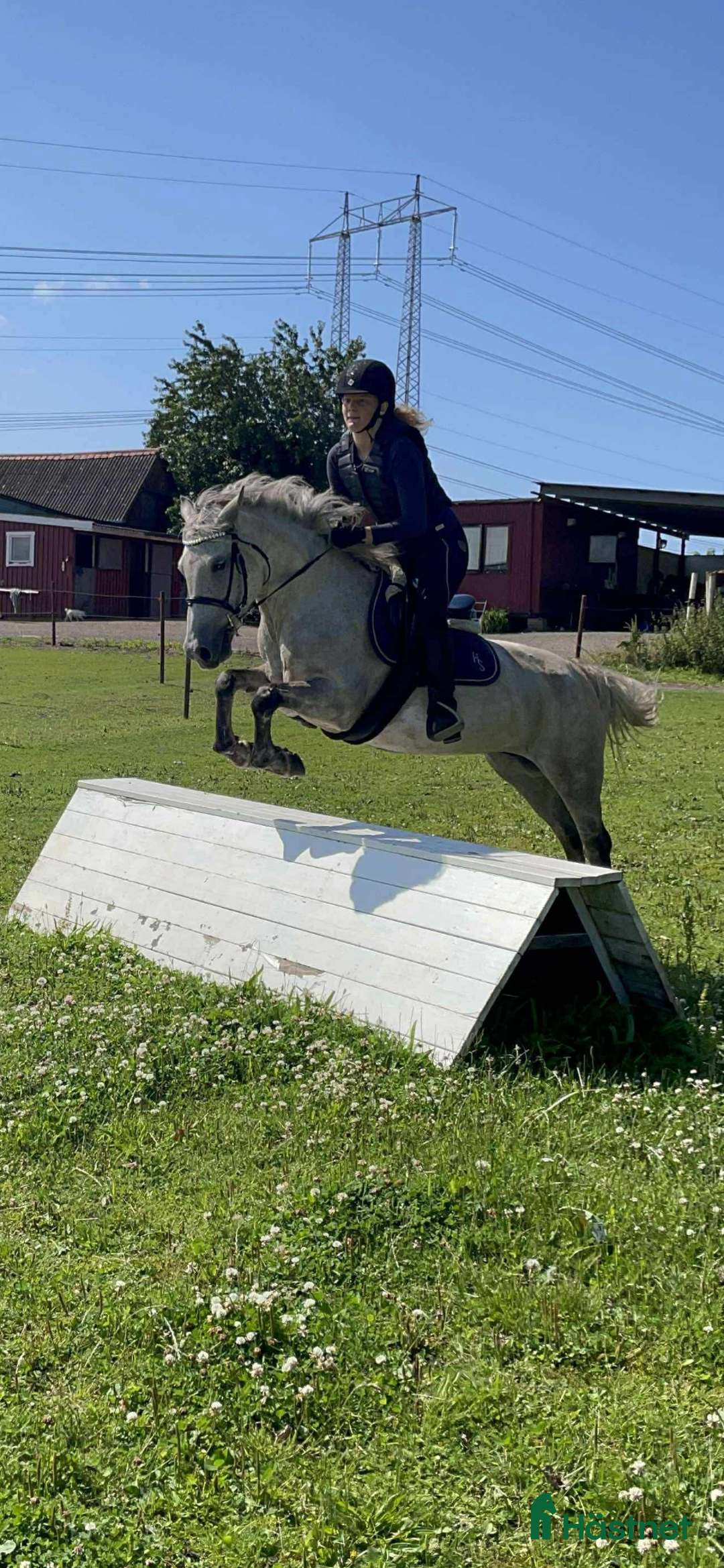 Allround hästar till salu: Fin B-ponny / tävlings ponny i Kävlinge - Annons 8