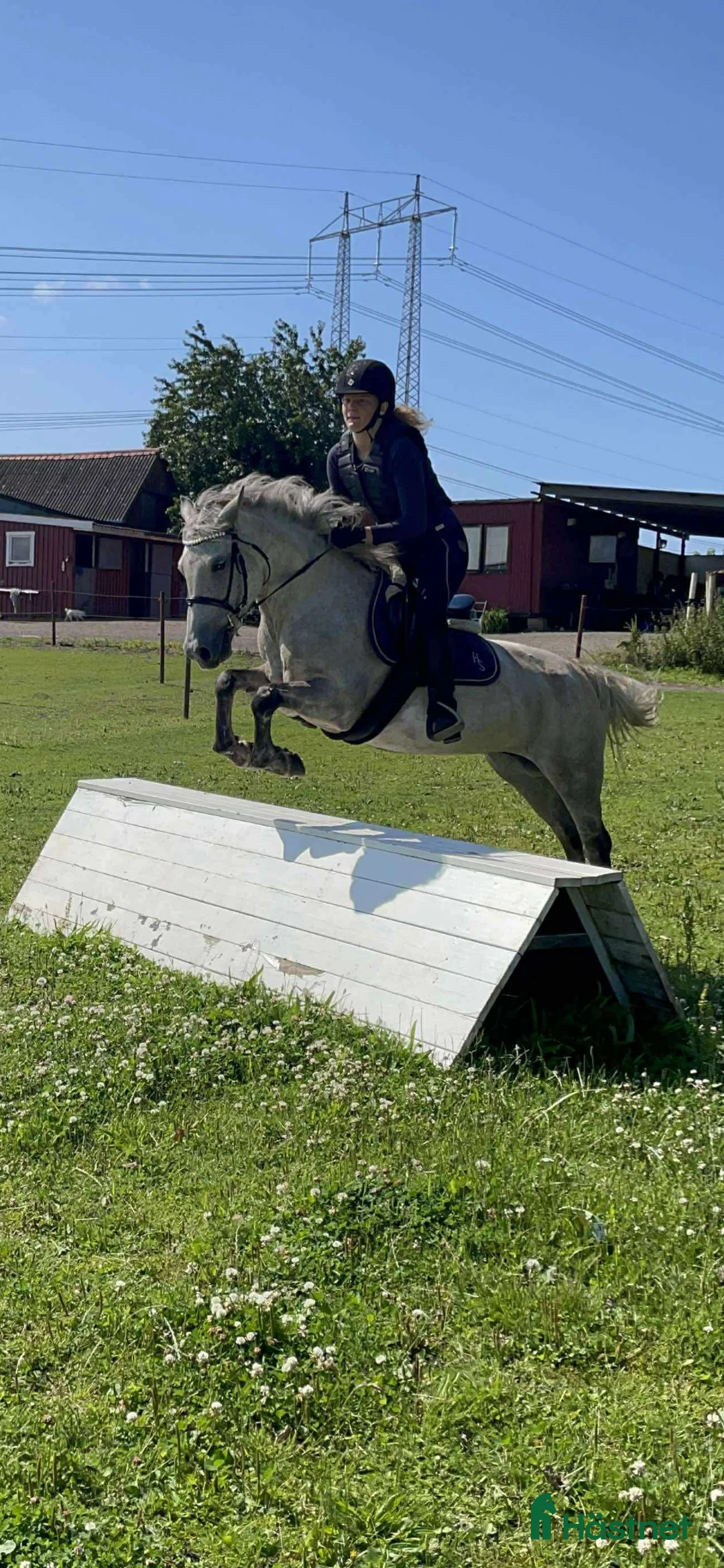 Allround hästar till salu: Fin B-ponny / tävlings ponny - Annons 8
