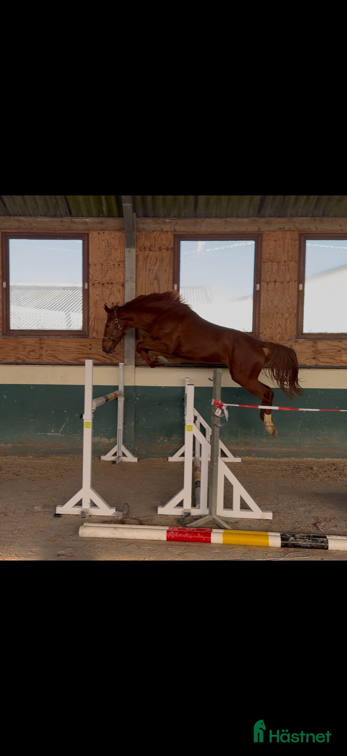  hästar Intressekoll 3års hingst  - Annons 6