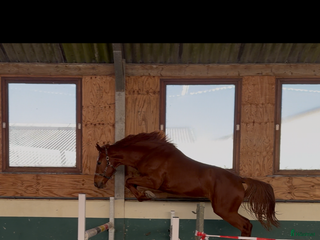 hästar Intressekoll 3års hingst - Annons 15