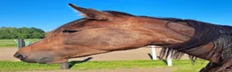 Allround hästar till salu: Varmblodssto till ridning eller avel i Skellefteå - Annons 1