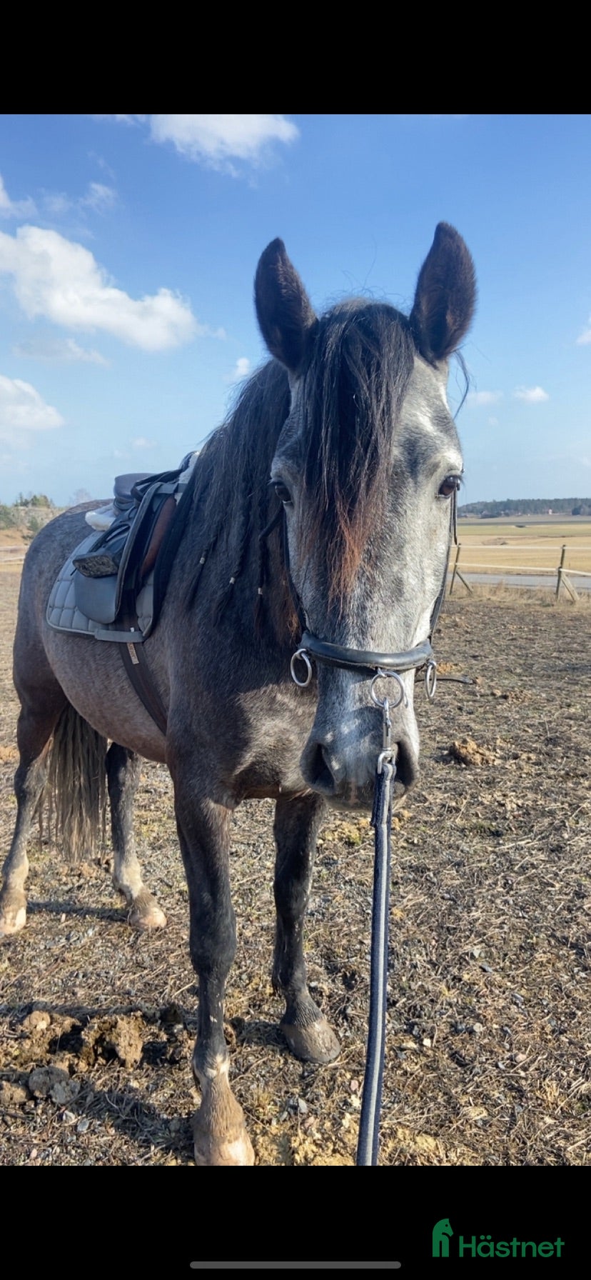  hästar Pre hingst - Annons 1