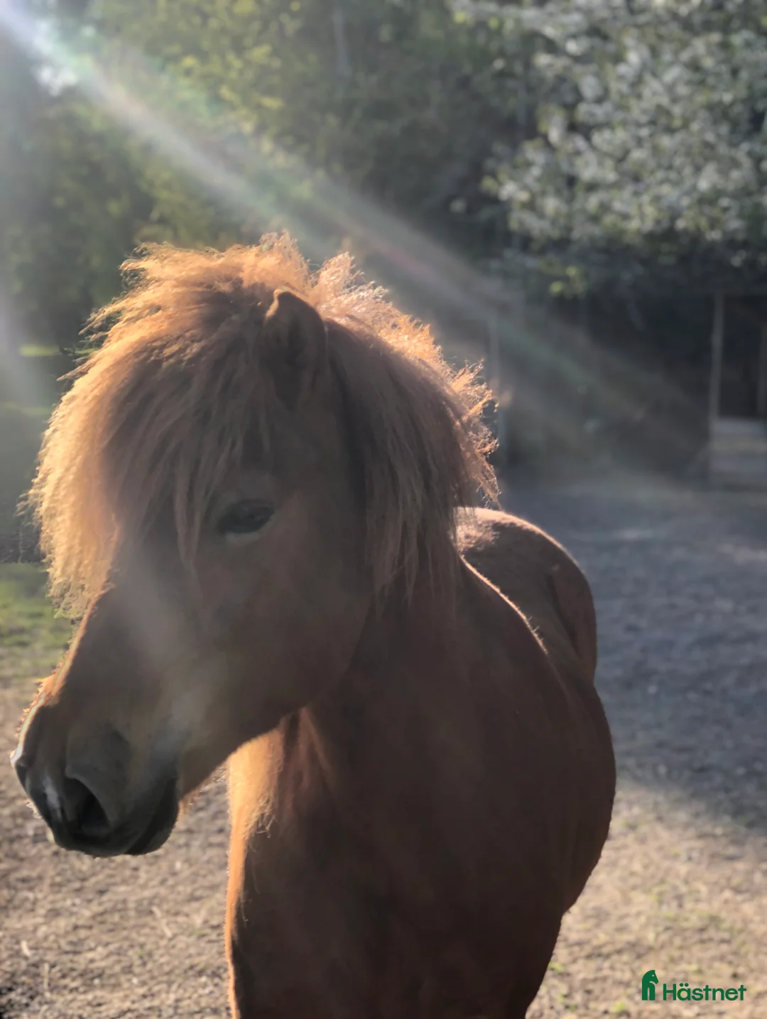 Island hästar till salu: Vackert islandssto i Täby - Annons 9