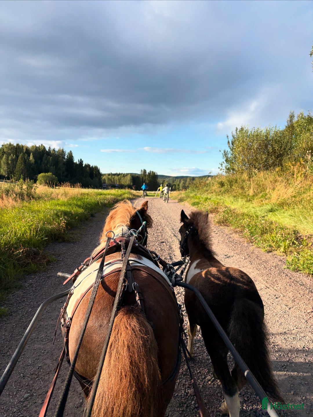 Allround hästar till salu: Trevlig kompis i Kil - Annons 4