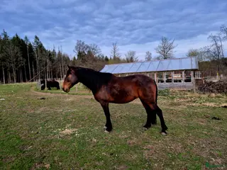hästar Renrasigt PRE sto, 5år - Annons 8