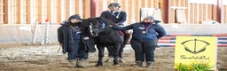 Hoppning hästar till salu: New Forest pony stallion, Horshaka Mighty Don - Annons 9