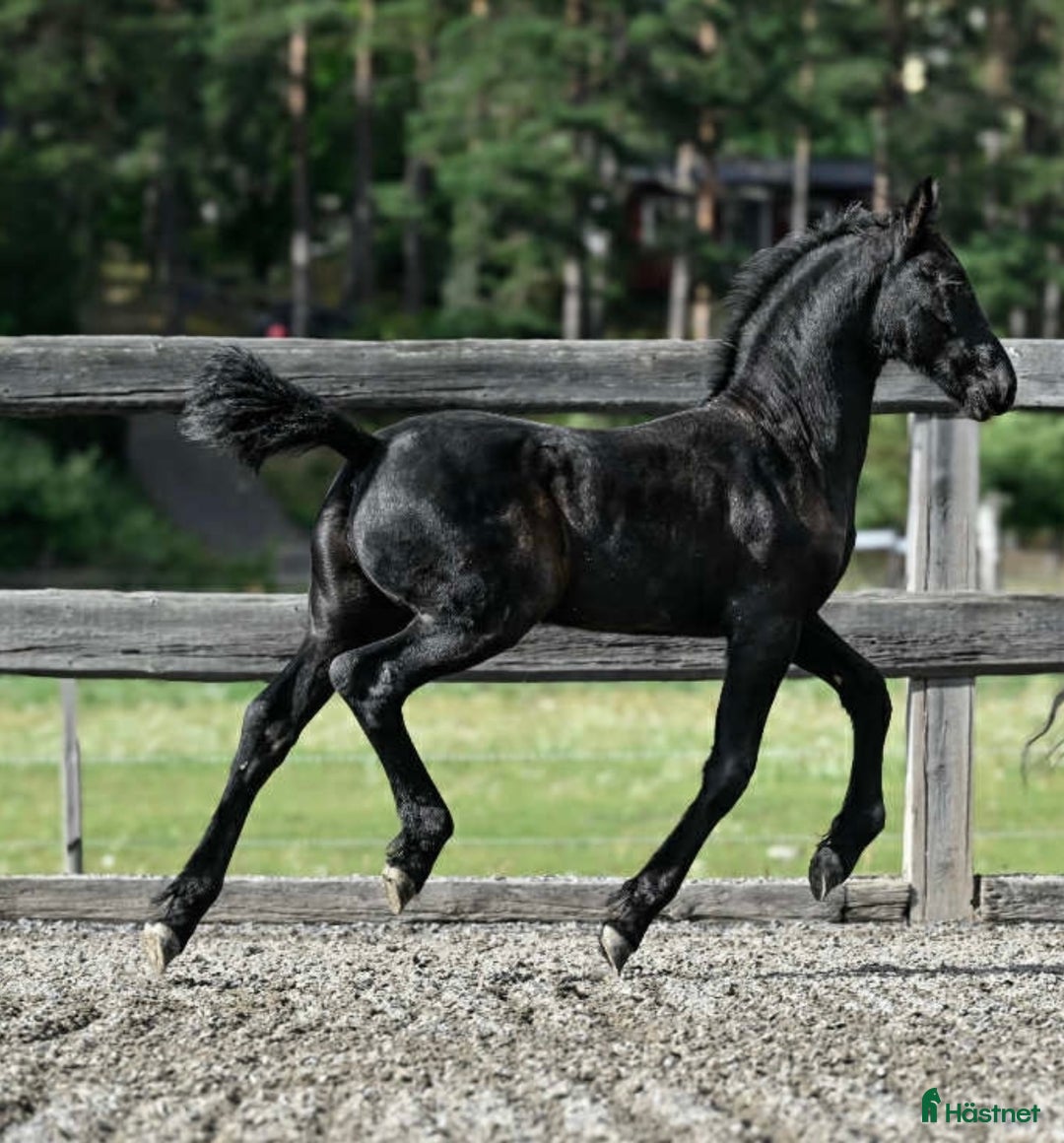 Allround hästar till salu: SÅLD! Fina Elliot af Ramsdalen är till salu i Ingarö - Annons 5